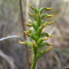 Corunastylis cornuta (Horned Midge Orchid) at Aranda, ACT - 12 Apr 2014 by AaronClausen