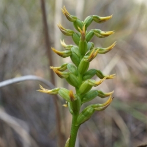 Corunastylis cornuta at Aranda, ACT - 12 Apr 2014