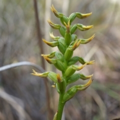 Corunastylis cornuta (Horned Midge Orchid) at Aranda, ACT - 11 Apr 2014 by AaronClausen