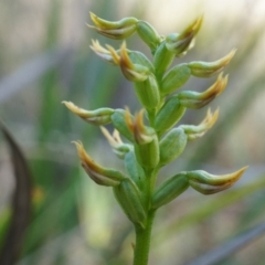 Corunastylis cornuta at Aranda, ACT - 12 Apr 2014