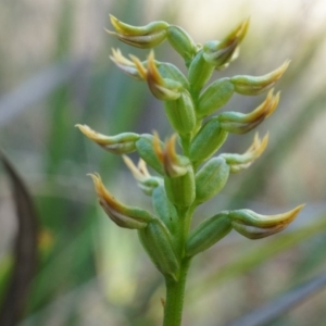 Corunastylis cornuta at Aranda, ACT - 12 Apr 2014