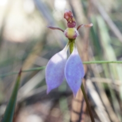 Eriochilus cucullatus (Parson's Bands) at Black Mountain - 12 Apr 2014 by AaronClausen