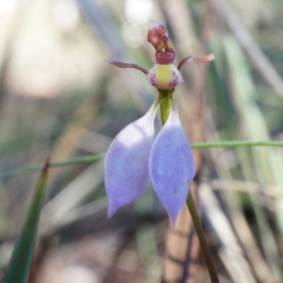 Eriochilus cucullatus (Parson's Bands) at Black Mountain - 12 Apr 2014 by AaronClausen