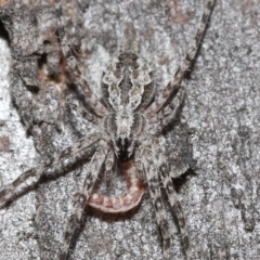 Tamopsis fickerti (Two-tailed spider) at Downer, ACT - 3 Jul 2020 by TimL