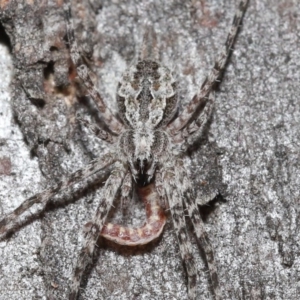 Tamopsis sp. (genus) at Downer, ACT - 3 Jul 2020