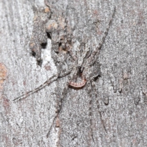 Tamopsis sp. (genus) at Downer, ACT - 3 Jul 2020