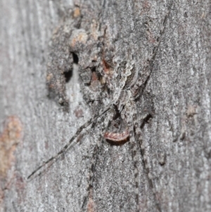 Tamopsis sp. (genus) at Downer, ACT - 3 Jul 2020