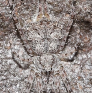 Tamopsis sp. (genus) at Acton, ACT - 3 Jul 2020