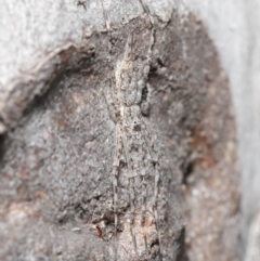 Tamopsis sp. (genus) at Acton, ACT - 3 Jul 2020 12:57 PM