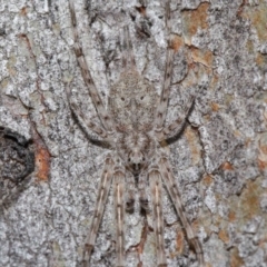 Tamopsis sp. (genus) (Two-tailed spider) at ANBG - 3 Jul 2020 by TimL