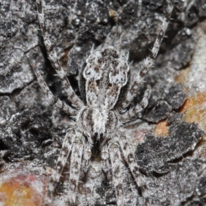 Tamopsis sp. (genus) at Acton, ACT - 3 Jul 2020