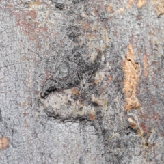 Tamopsis sp. (genus) at Acton, ACT - 3 Jul 2020