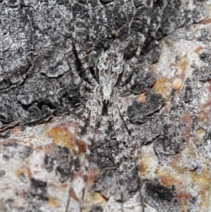 Tamopsis sp. (genus) at Acton, ACT - 3 Jul 2020