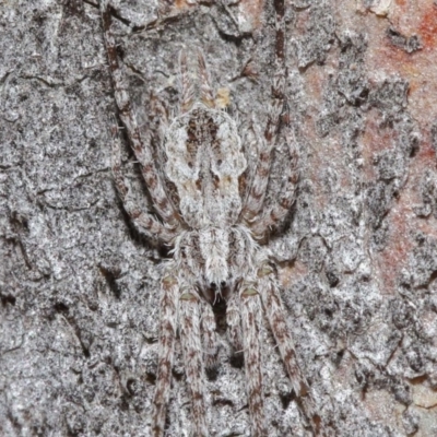 Tamopsis sp. (genus) (Two-tailed spider) at ANBG - 3 Jul 2020 by TimL