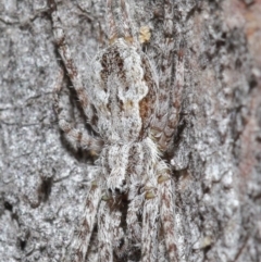 Tamopsis sp. (genus) at Acton, ACT - 3 Jul 2020