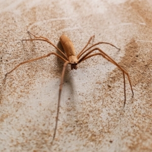 Deinopidae (family) at Gundaroo, NSW - 2 Mar 2020 01:22 PM