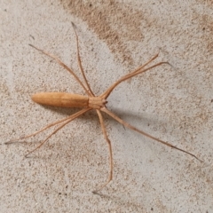 Deinopidae (family) at Gundaroo, NSW - 2 Mar 2020 01:22 PM