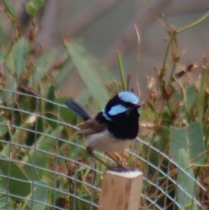 Malurus cyaneus at Gundaroo, NSW - 18 Jan 2019