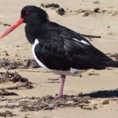 Haematopus longirostris (Australian Pied Oystercatcher) at Nelson, NSW - 25 Jul 2020 by MatthewHiggins