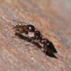 Crematogaster sp. (genus) (Acrobat ant, Cocktail ant) at Acton, ACT - 3 Jul 2020 by TimL