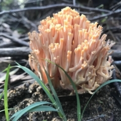 Ramaria sp. (genus) (A Coral fungus) at Bundanoon - 9 Jul 2020 by Cazwell1987