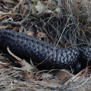 Tiliqua rugosa at Gundaroo, NSW - 15 Feb 2019 06:13 PM