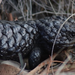 Tiliqua rugosa at Gundaroo, NSW - 15 Feb 2019 06:13 PM