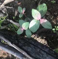 Unverified Plant at Balmoral - 17 May 2020 by Cazwell1987