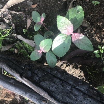 Unverified Plant at Balmoral - 17 May 2020 by Cazwell1987