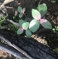 Unidentified Plant (TBC) at - 17 May 2020 by Caz_well1987