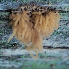 Arcyria sp. (A slime mould) at Cotter River, ACT - 3 Jun 2020 by KenT