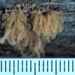 Arcyria sp. (genus) at Cotter River, ACT - 4 Jun 2020