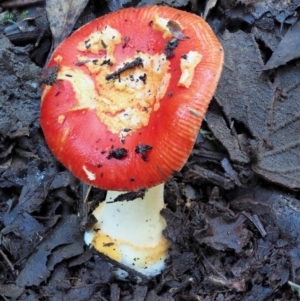 Amanita xanthocephala at Cotter River, ACT - 3 Jun 2020