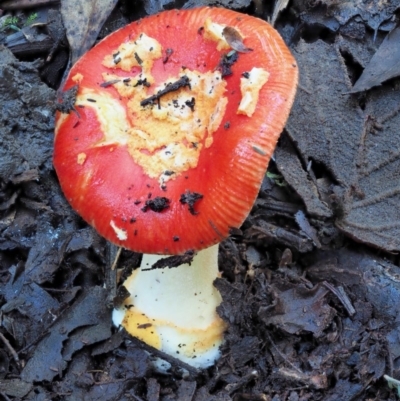 Amanita xanthocephala (Vermilion grisette) at Namadgi National Park - 3 Jun 2020 by KenT