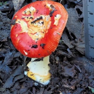 Amanita xanthocephala at Cotter River, ACT - 3 Jun 2020