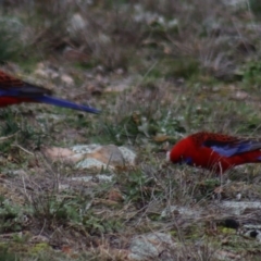 Platycercus elegans (Crimson Rosella) at Gundaroo, NSW - 17 Jun 2020 by Gunyijan