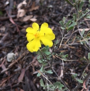 Hibbertia obtusifolia at Hawker, ACT - 27 Jul 2020