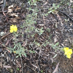 Hibbertia obtusifolia at Hawker, ACT - 27 Jul 2020