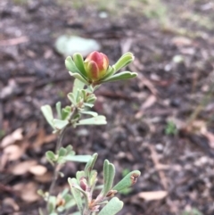 Hibbertia obtusifolia at Hawker, ACT - 27 Jul 2020