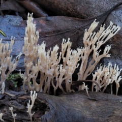 Artomyces sp. (A coral fungus) at Cotter River, ACT - 3 Jun 2020 by KenT