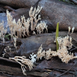 Artomyces sp. at Cotter River, ACT - 3 Jun 2020