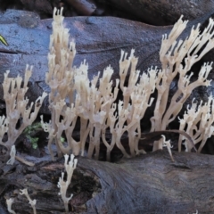 Artomyces sp. at Cotter River, ACT - 3 Jun 2020