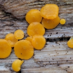 Bisporella citrina (Yellow Fairy Cups or Lemon Discos) at Cotter River, ACT - 23 Jun 2020 by KenT
