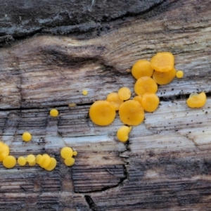 Bisporella citrina at Cotter River, ACT - 23 Jun 2020