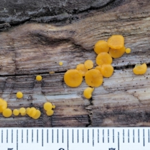 Bisporella citrina at Cotter River, ACT - 23 Jun 2020