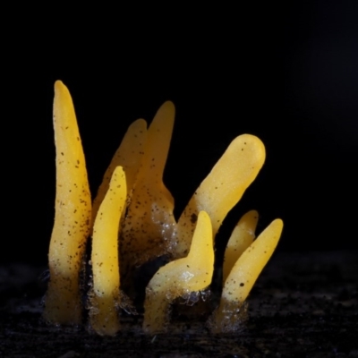 Calocera sp. (A stagshorn fungus) at Namadgi National Park - 4 Jun 2020 by KenT