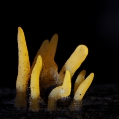 Calocera sp. (A stagshorn fungus) at Namadgi National Park - 4 Jun 2020 by KenT