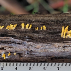 Calocera sp. at Cotter River, ACT - 4 Jun 2020 10:48 AM