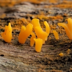 Calocera sp. (A stagshorn fungus) at Namadgi National Park - 23 Jun 2020 by KenT