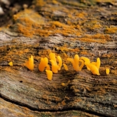 Calocera sp. at Cotter River, ACT - 23 Jun 2020